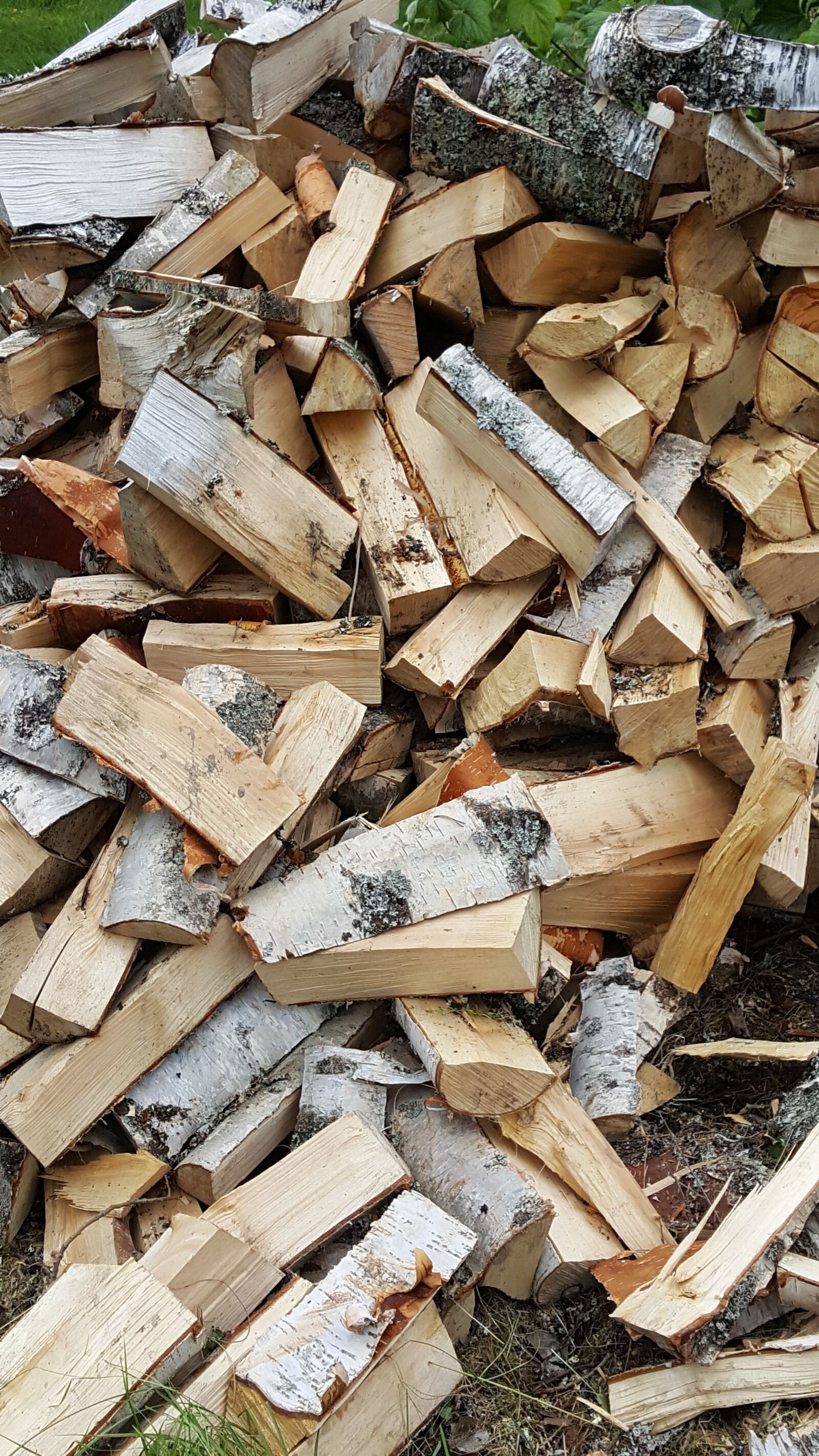 Samsung GALAXY S6 edge sample photo. Wood, birch, high photography