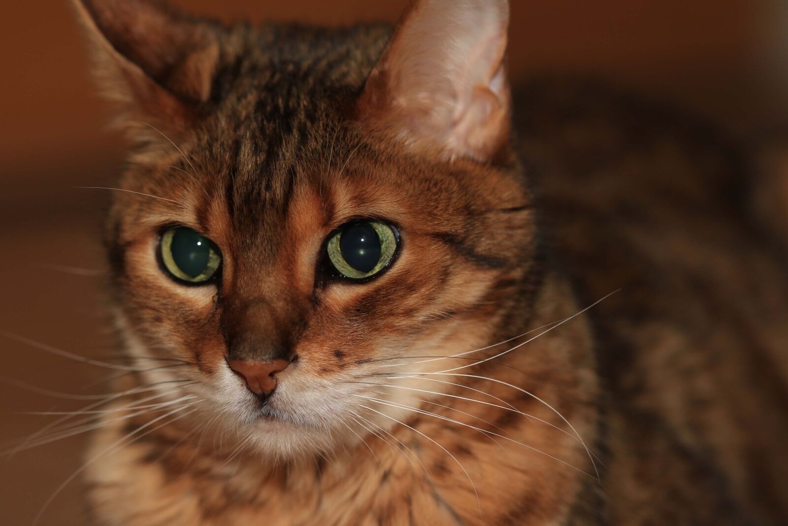 Canon EOS 7D Mark II sample photo. Cat, pet photography