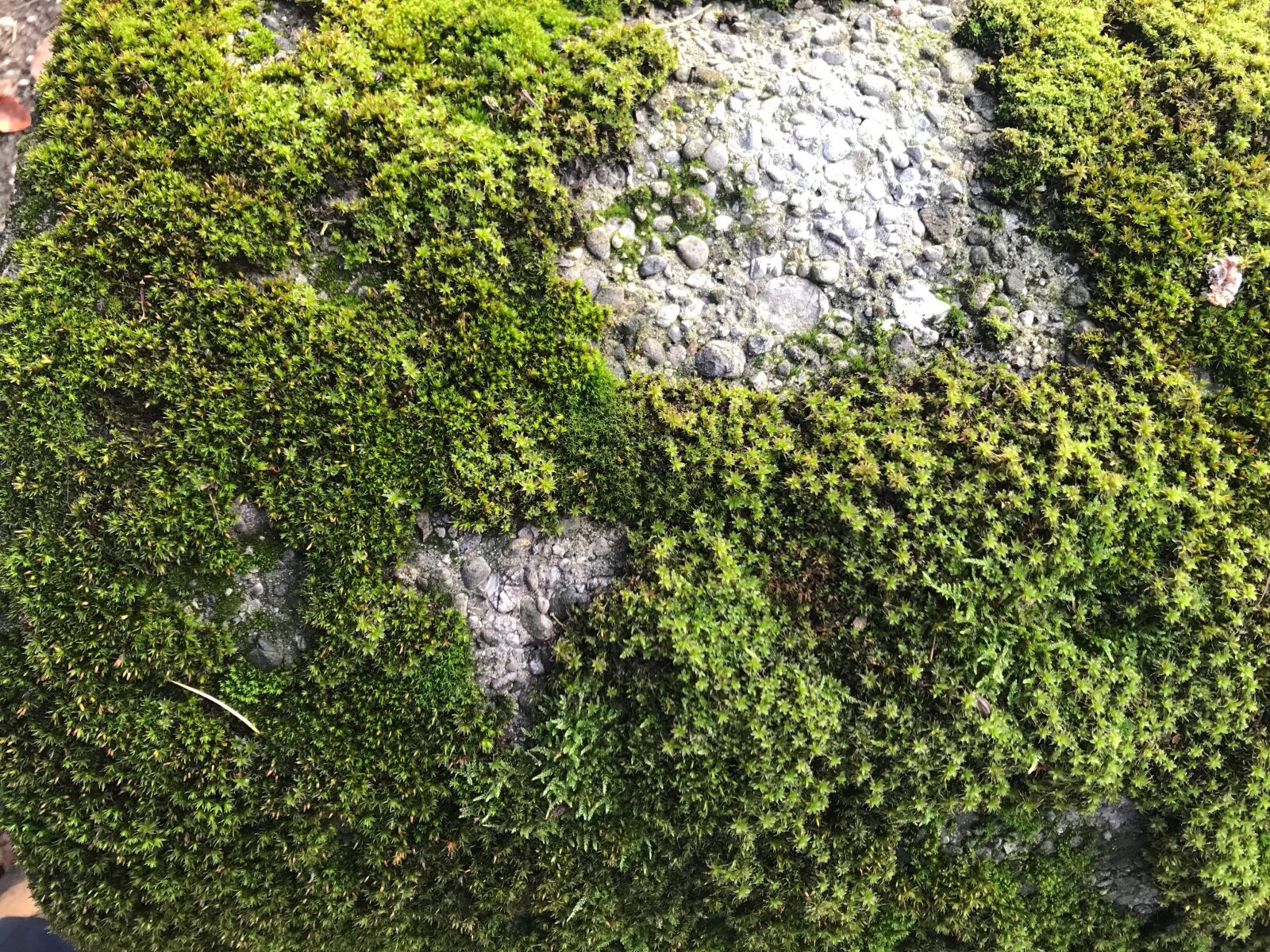 iPhone 7 back camera 3.99mm f/1.8 sample photo. Moss, rock, nature photography