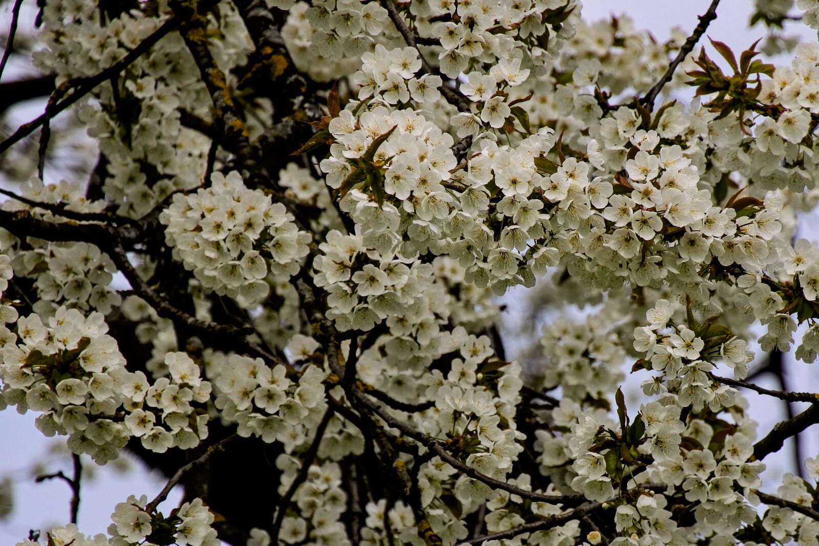 1 NIKKOR VR 10-100mm f/4-5.6 sample photo. Flowers, tree, spring photography