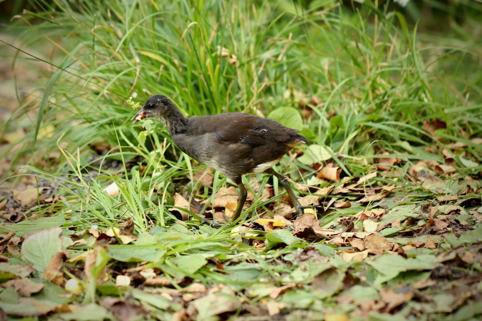 Canon EOS 800D (EOS Rebel T7i / EOS Kiss X9i) sample photo. Ralle, water bird, gr photography