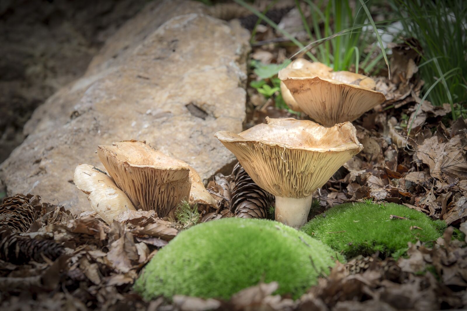 Canon EOS 6D sample photo. Mushroom, nature, wood photography