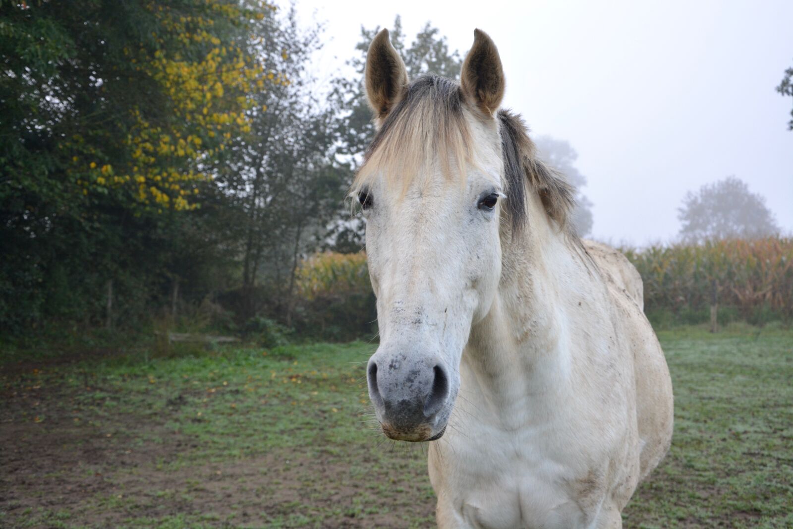 Nikon D5200 sample photo. Horse, domestic animal, horseback photography