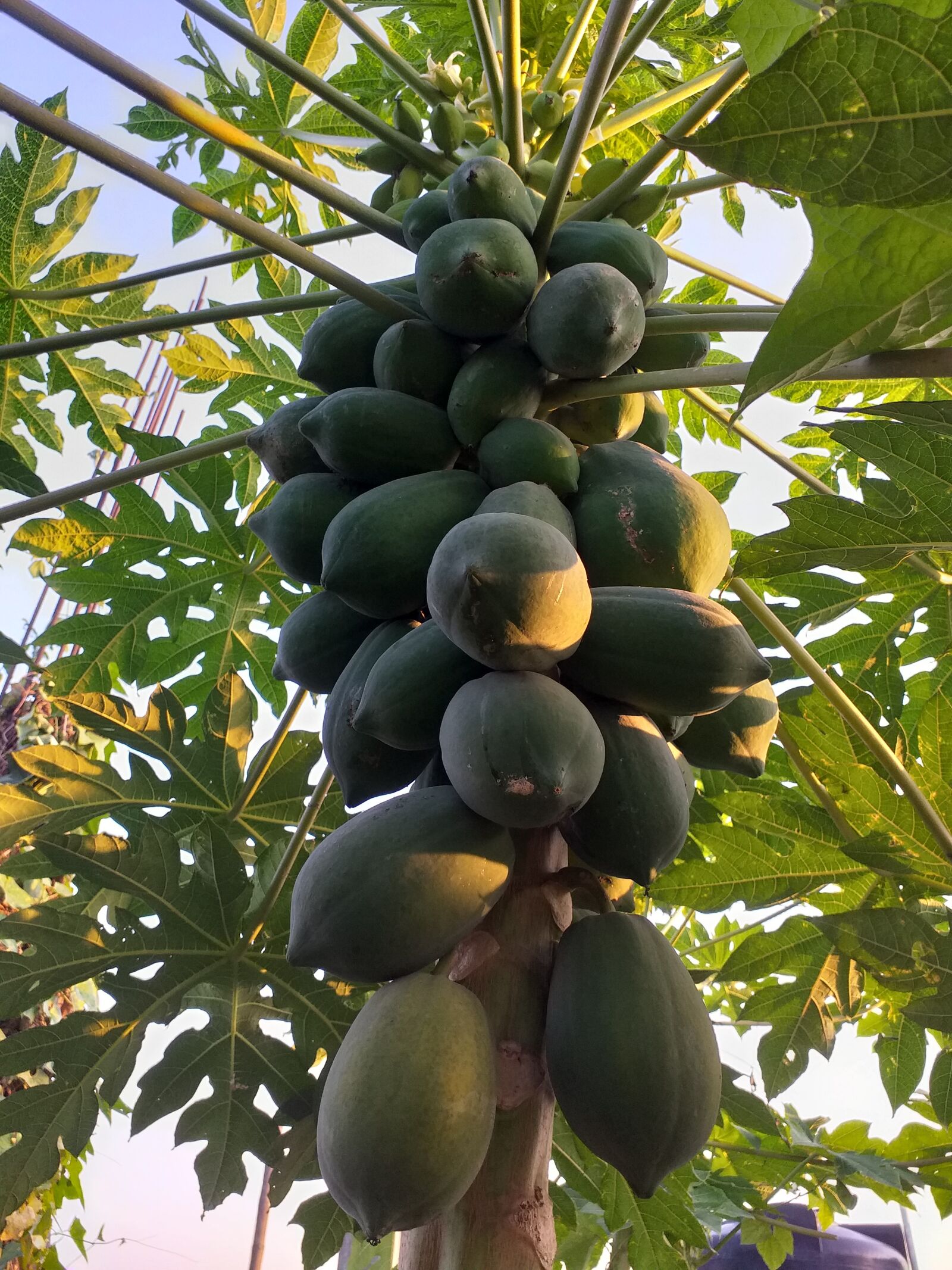 Samsung Galaxy J6+ sample photo. Fruits, papaya, vegetables photography