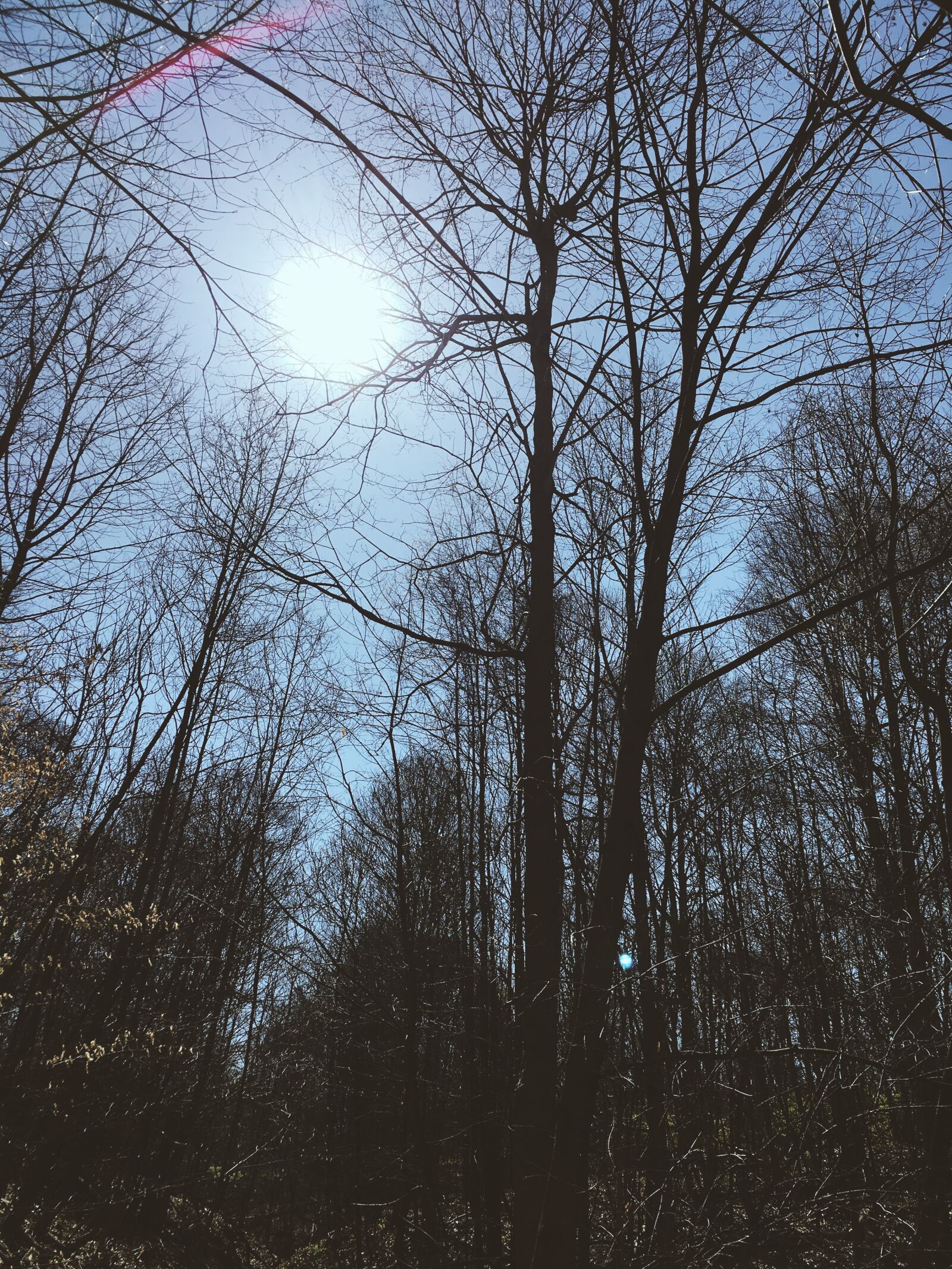 Apple iPhone 6s sample photo. Nicolas, desarno, skyline, trees photography