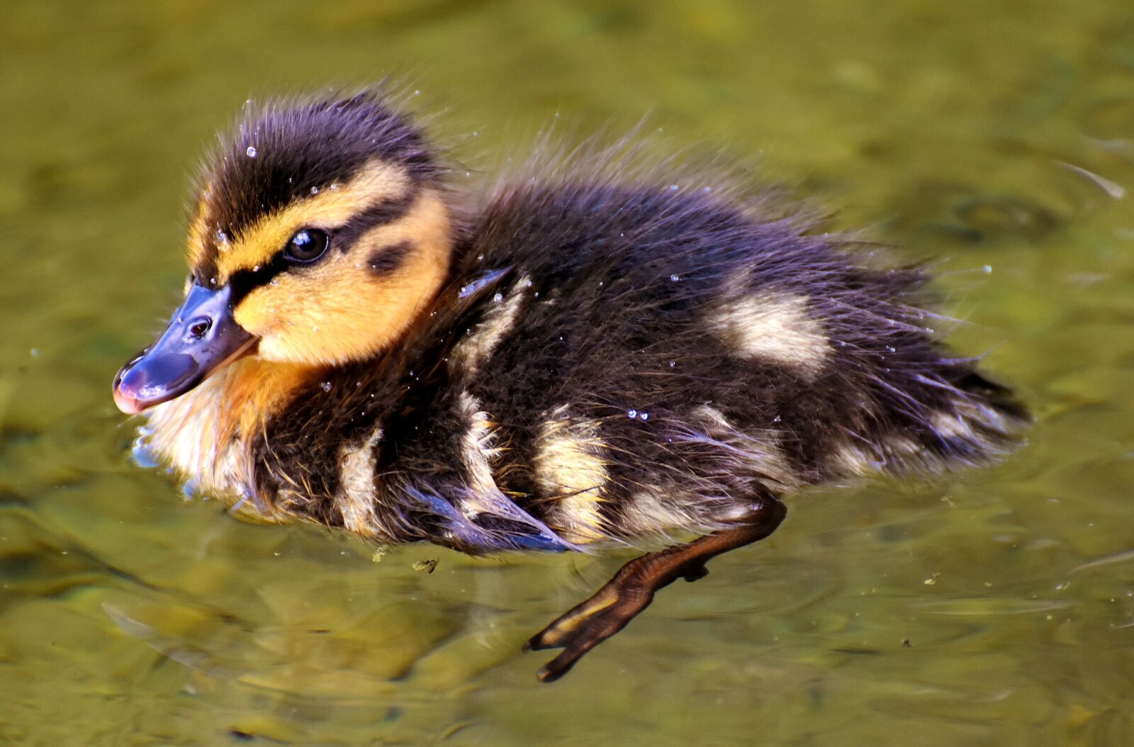 Nikon D7200 sample photo. Mallard, chicks, baby photography