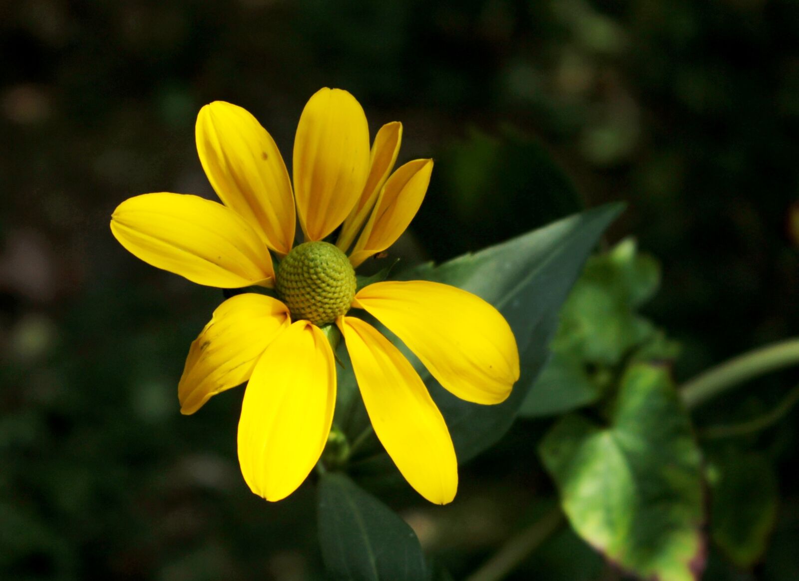 Canon EOS 600D (Rebel EOS T3i / EOS Kiss X5) sample photo. Rudbeckia, yellow, petals photography