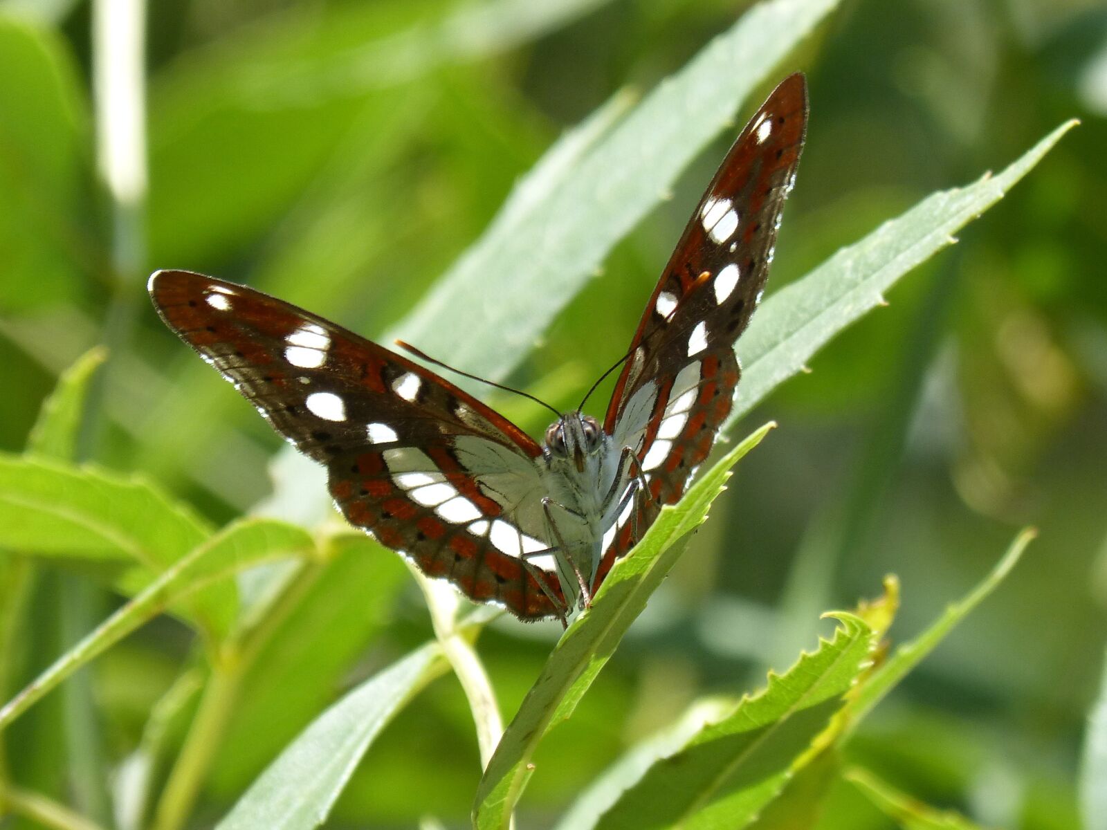Panasonic DMC-FZ62 sample photo. Butterfly, nymph streams, limenitis photography