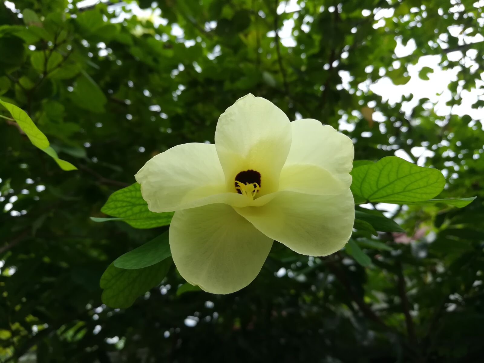 HUAWEI GR5 2017 sample photo. Flowers kalong, flowers, yellow photography