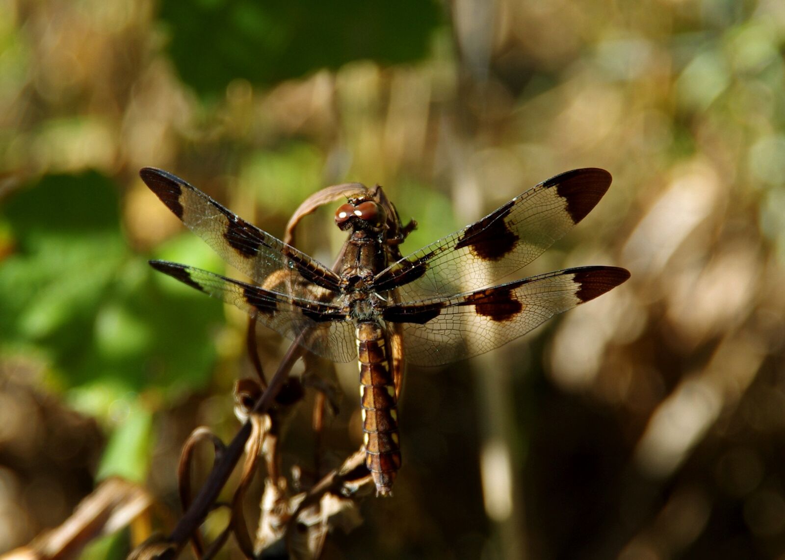 Pentax K-5 sample photo. Dragonfly, insects, fly photography