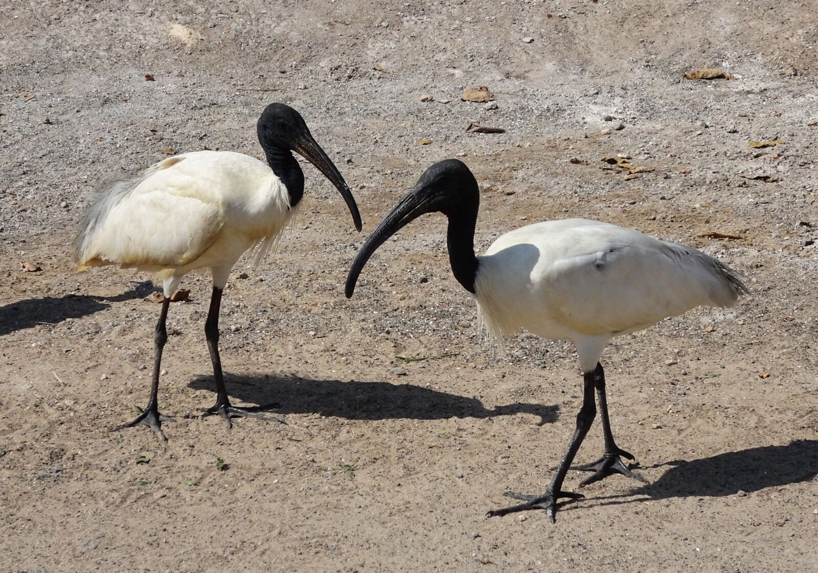 Sony Cyber-shot DSC-HX90V sample photo. Bird, ibis, black-headed ibis photography