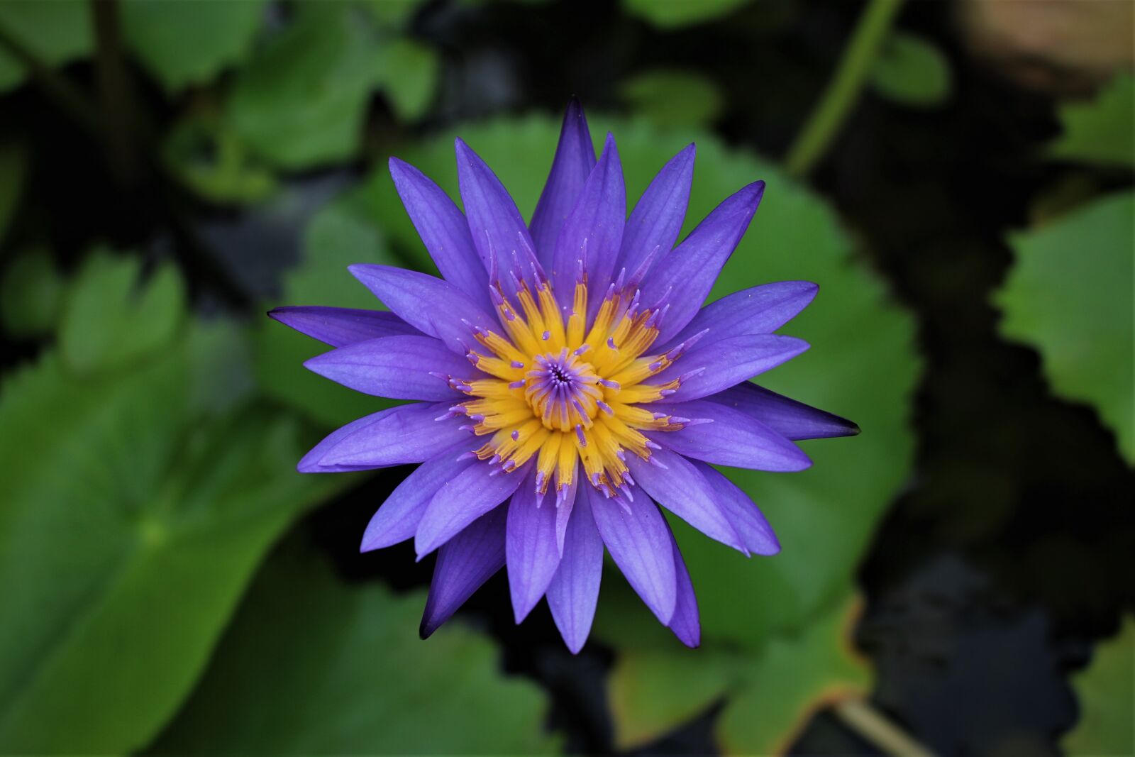 Canon EF-S 18-55mm F3.5-5.6 IS STM sample photo. Waterlily, purple, flower photography