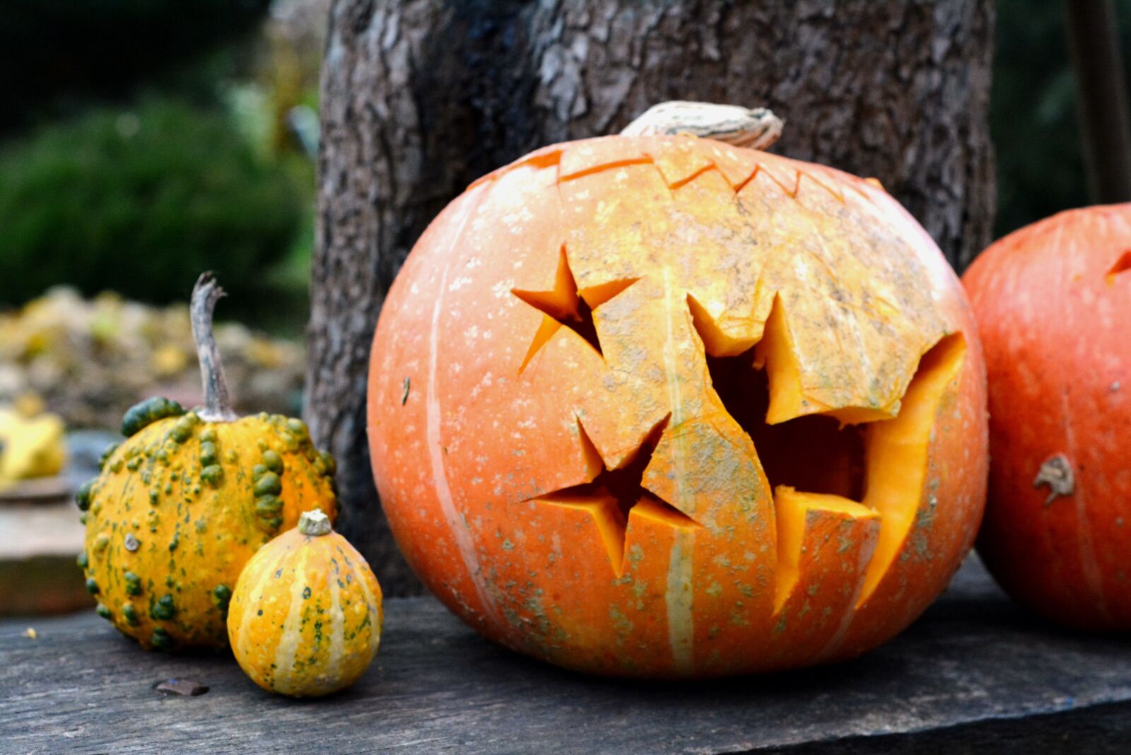 Nikon D5200 sample photo. Pumpkin, pumpkins, halloween photography