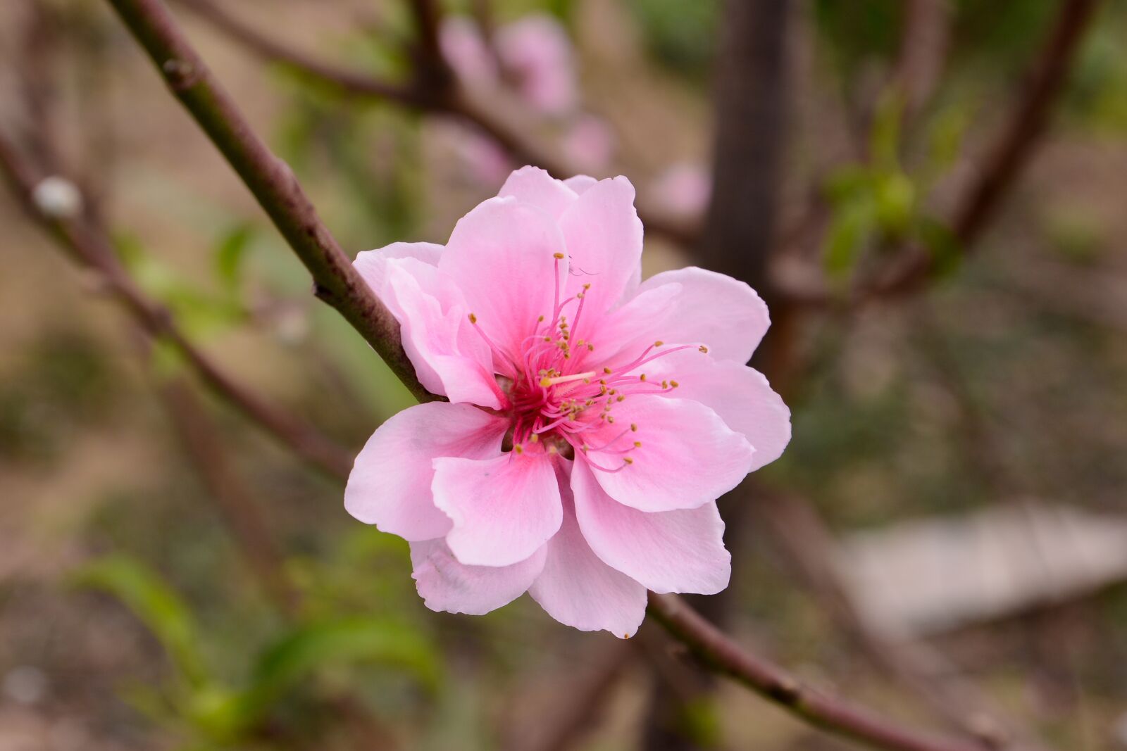 Nikon D7100 sample photo. Peach, peach flower, flower photography