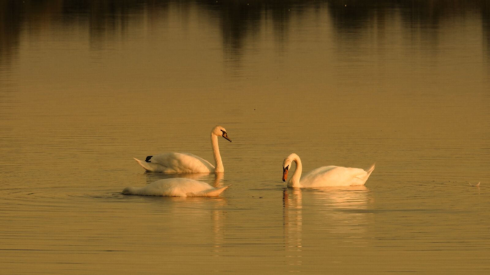 Nikon Coolpix P900 sample photo. Golden hour, sunset, water photography