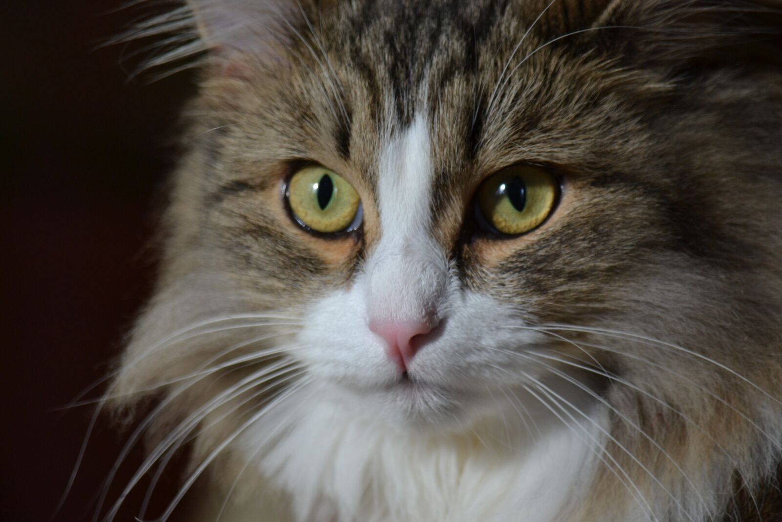 Nikon D3100 sample photo. Cat, beautiful cat, eyes photography