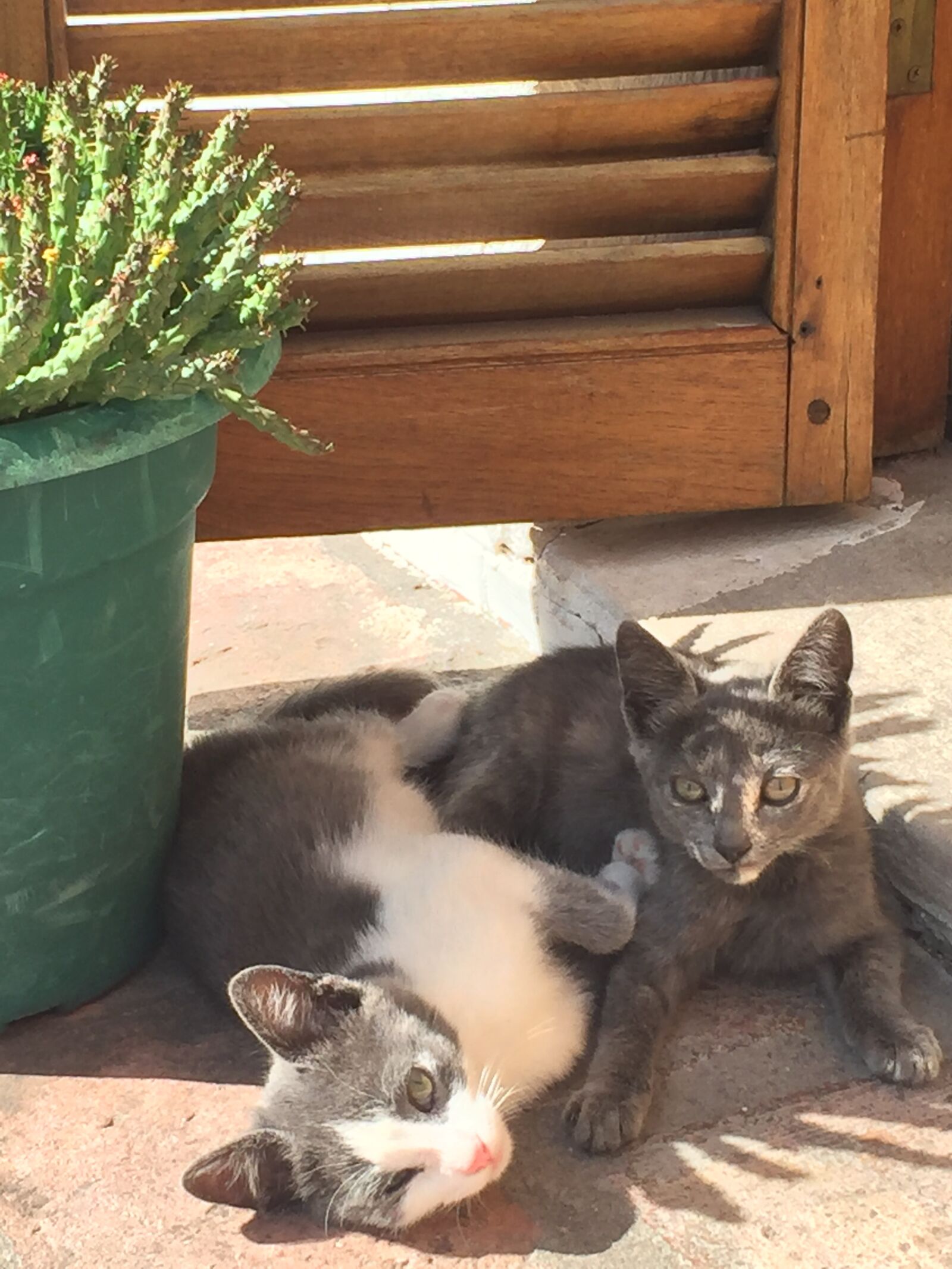 Apple iPhone 6 sample photo. Gato, gatos, felino photography