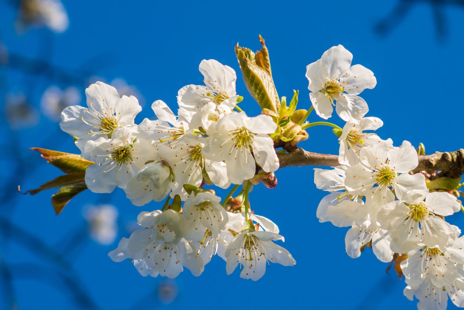 Canon PowerShot G16 sample photo. Blossom, bloom, nature photography