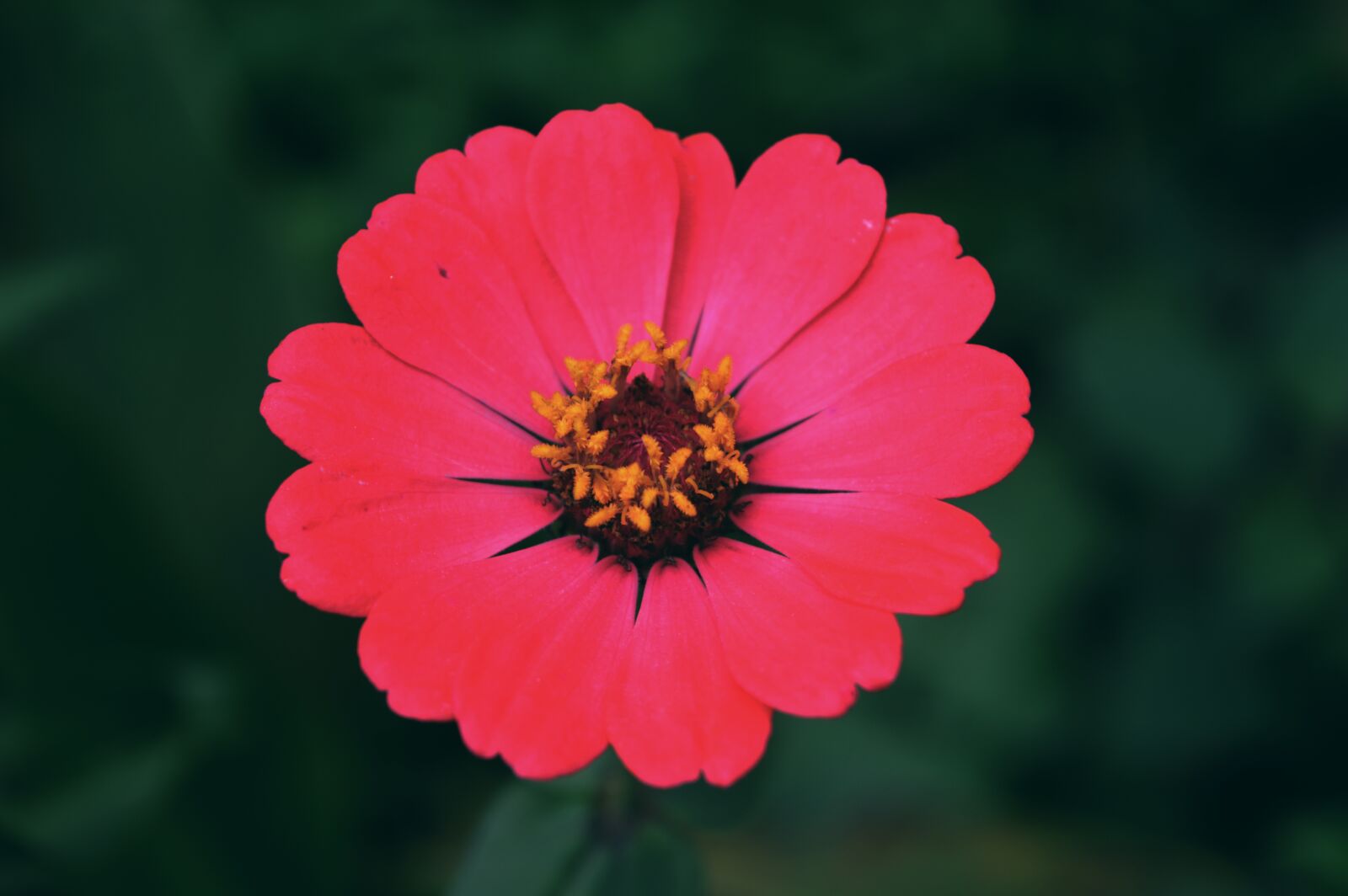 Nikon D3200 sample photo. Pink flower, flower, bloom photography