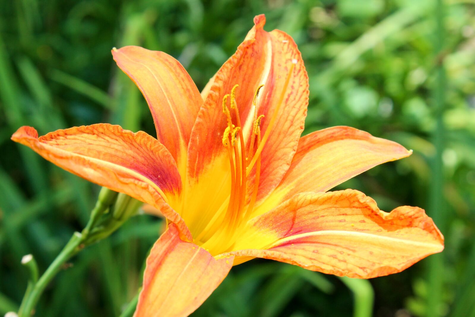 Canon EOS 600D (Rebel EOS T3i / EOS Kiss X5) sample photo. Flower, nature, flora photography