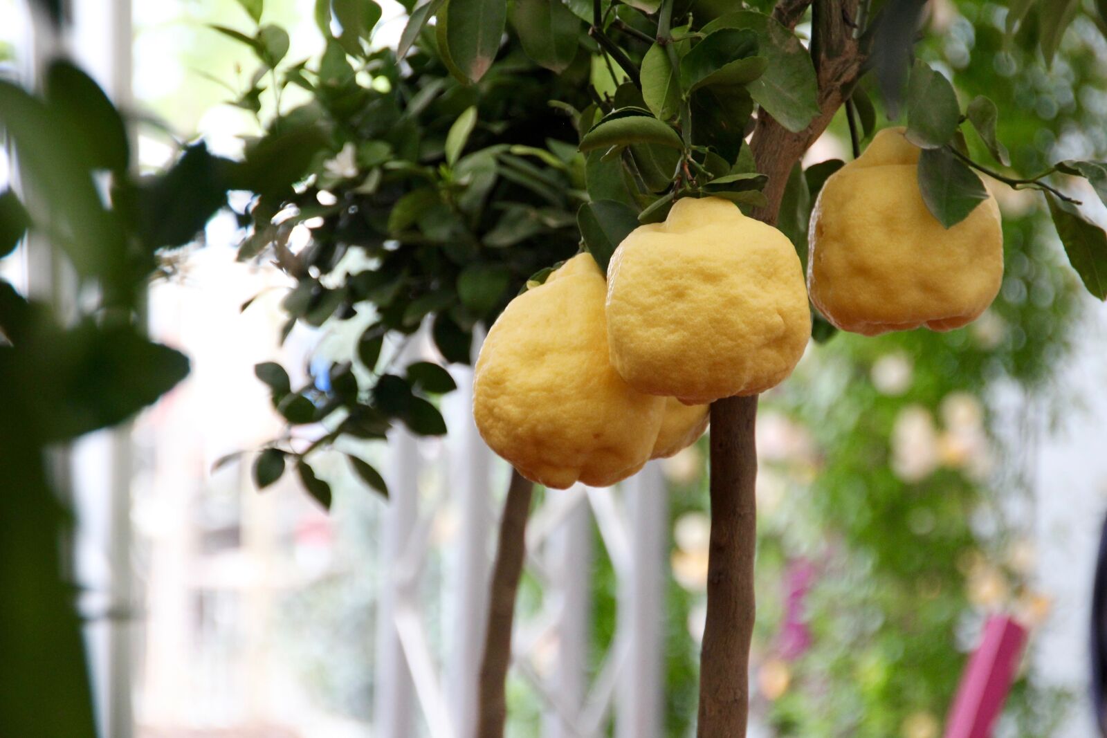 Canon EOS 60D sample photo. Lemon tree, lemon, citrus photography