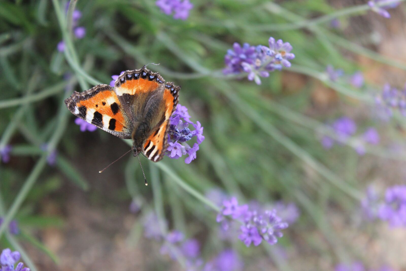 Canon EOS 600D (Rebel EOS T3i / EOS Kiss X5) sample photo. Little fox, butterflies, edelfalter photography