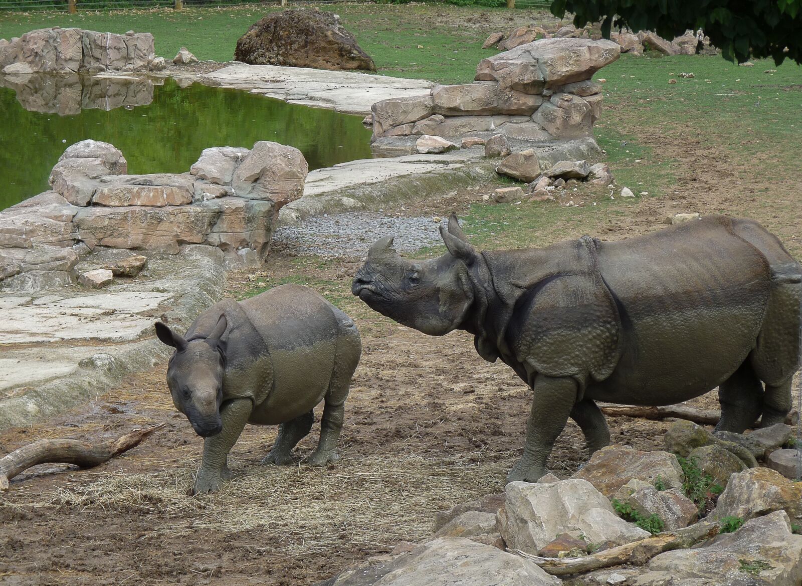 Panasonic Lumix DMC-FZ28 sample photo. Zoo, rhinoceros, wild animals photography