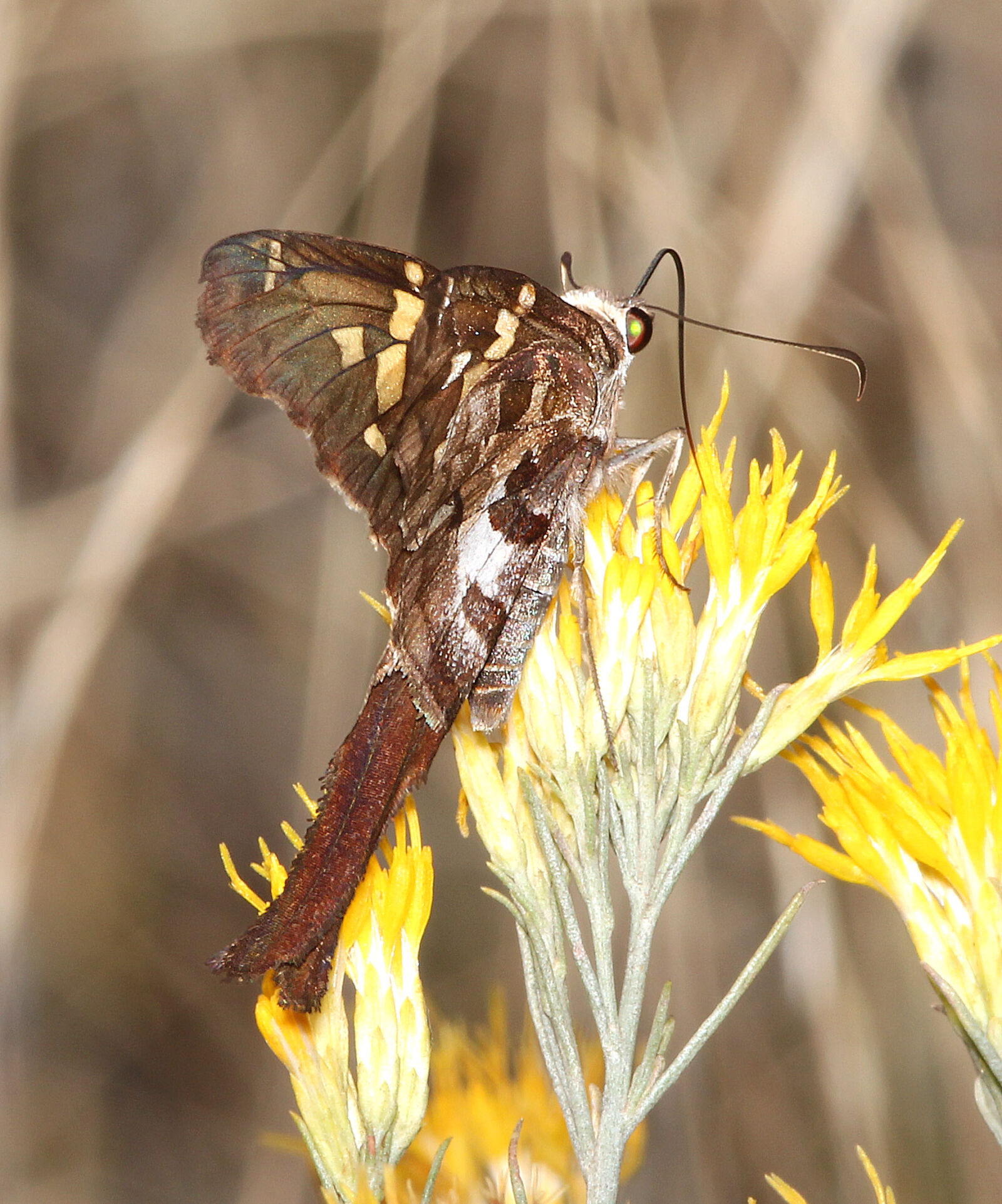 Canon EF 300mm F4L IS USM sample photo