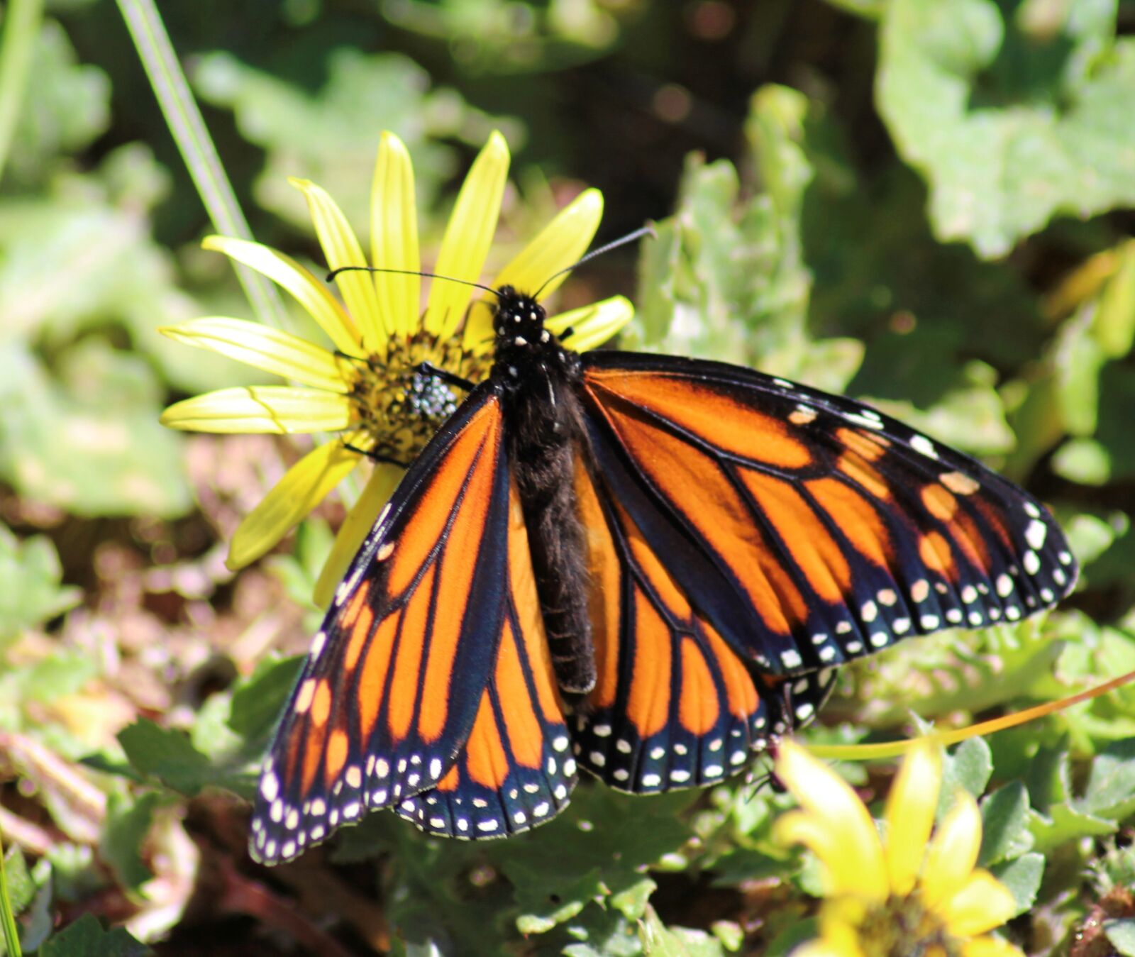 Canon EOS 700D (EOS Rebel T5i / EOS Kiss X7i) sample photo. Monarch butterfly, feeding, nectar photography