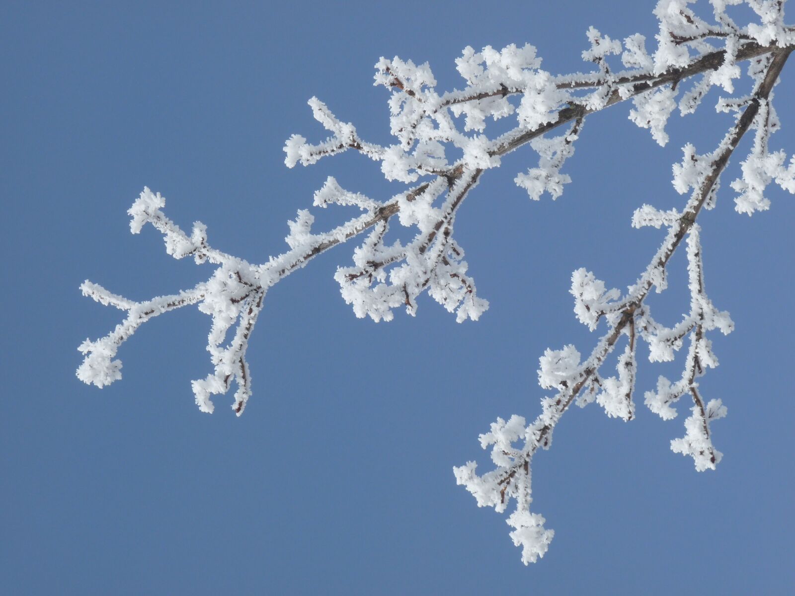 Panasonic Lumix DMC-FZ28 sample photo. Winter, frost, branch photography