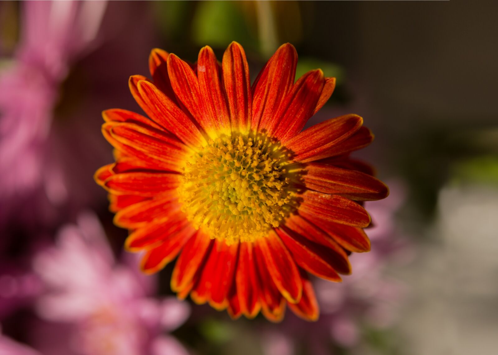 Nikon D7200 sample photo. Red chrysanthemum, chrysanthemum, autumn photography