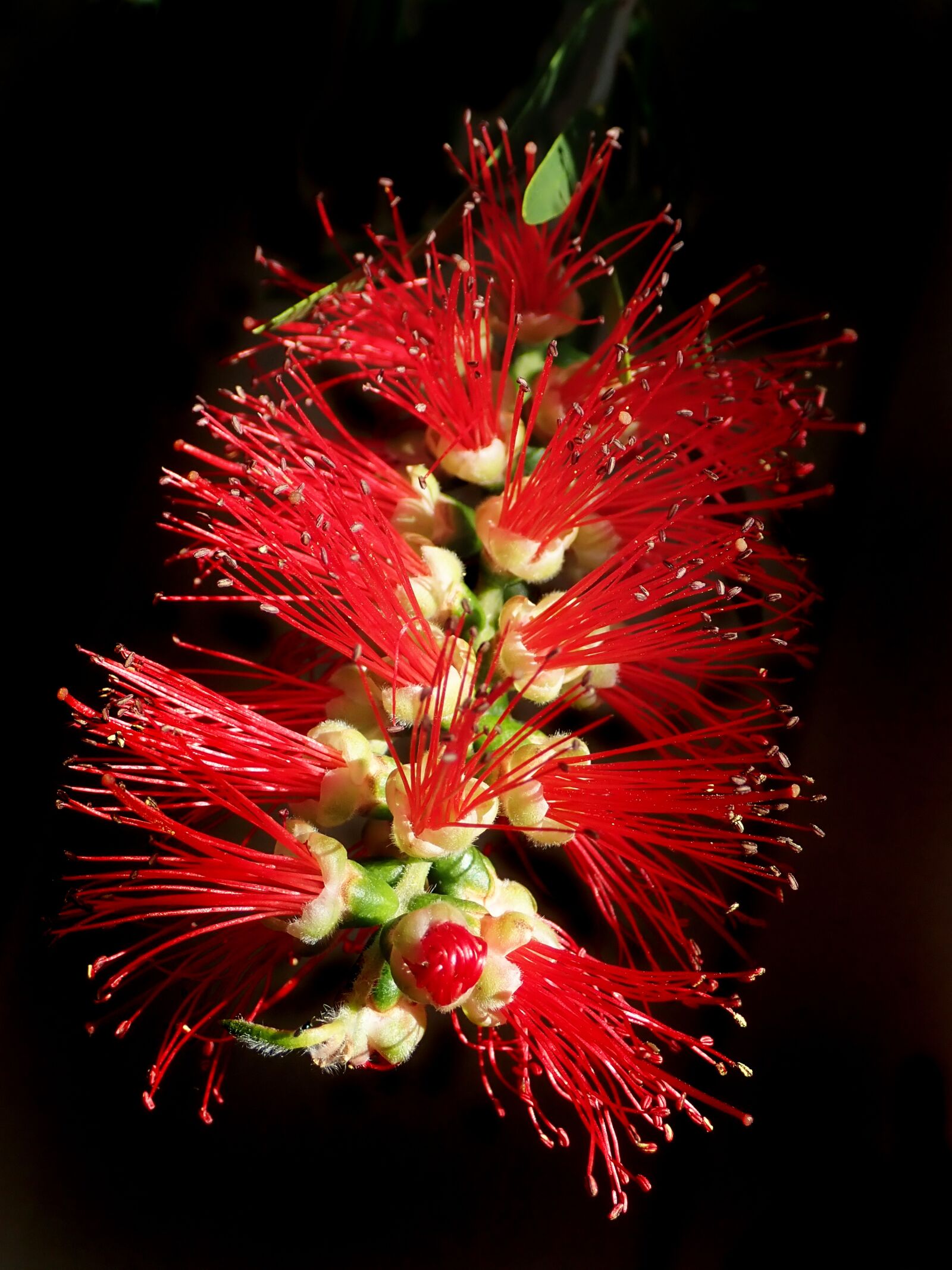Olympus TG-5 sample photo. Flower, bottle brush, native photography
