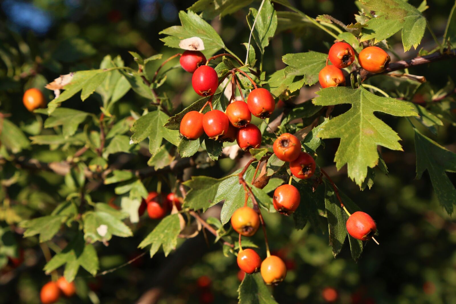 Canon EF 24-105mm F4L IS USM sample photo. Fruit, cranberry, red photography