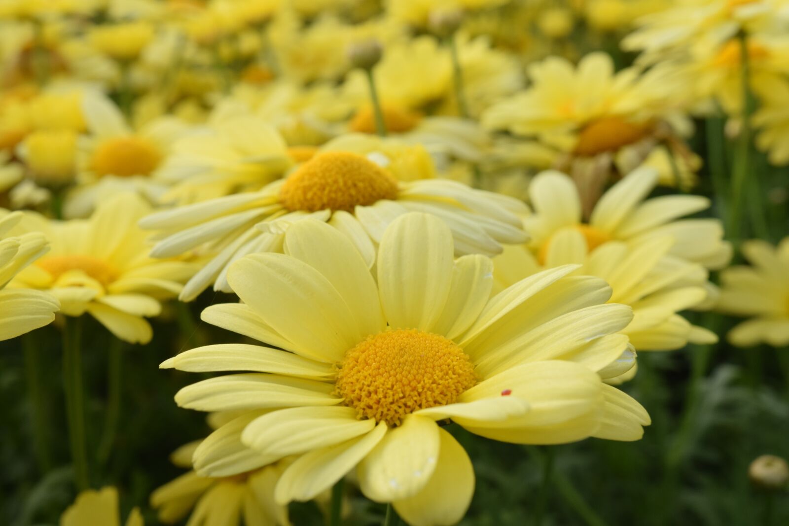 Nikon D3300 sample photo. Daisies, yellow, flower photography