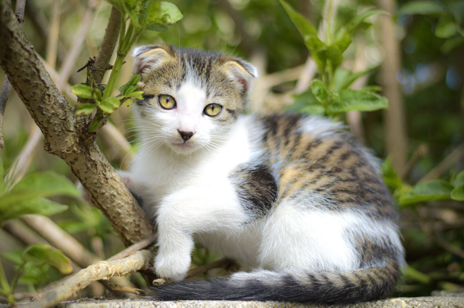 Nikon D5600 sample photo. Kitten, cat, animals photography