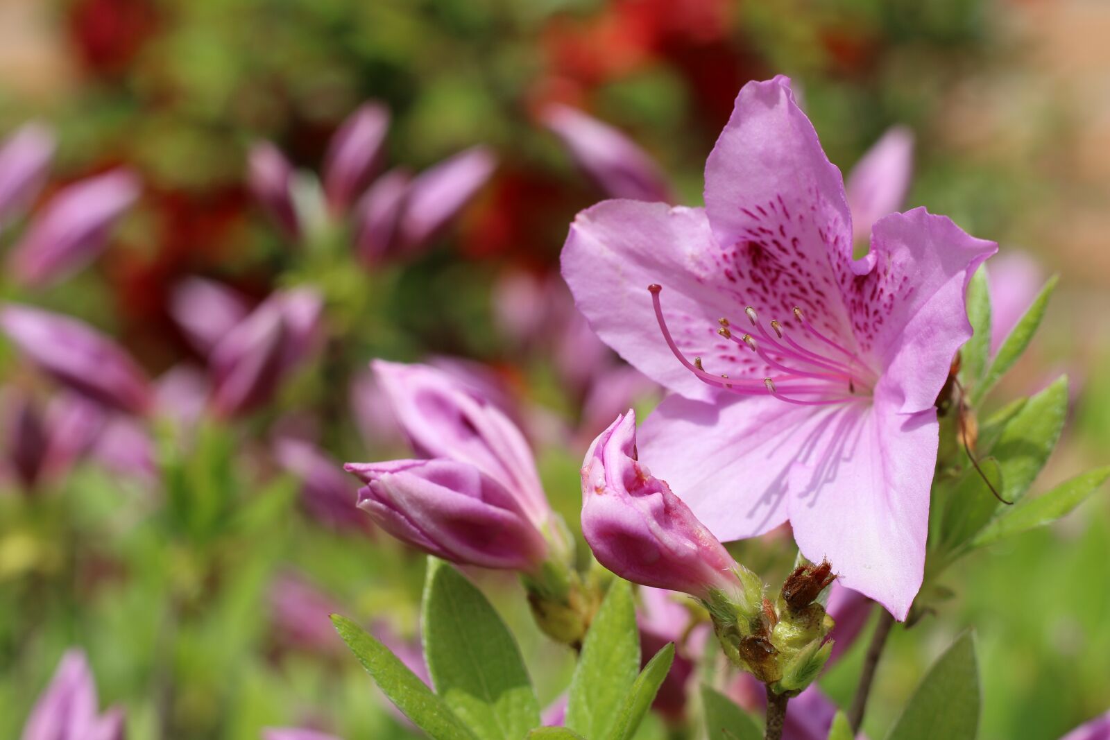 Canon EOS 7D Mark II sample photo. Azalea, azalea flowers, spring photography