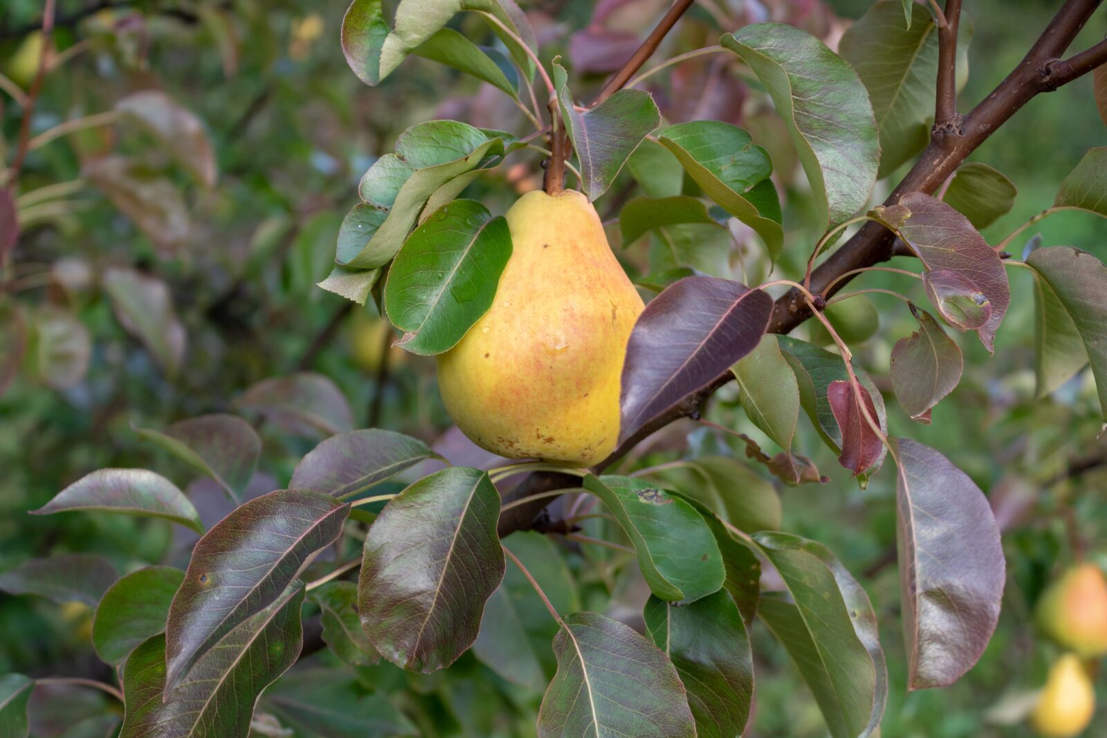 Canon EOS 1300D (EOS Rebel T6 / EOS Kiss X80) sample photo. Pear, fruit, leaves photography
