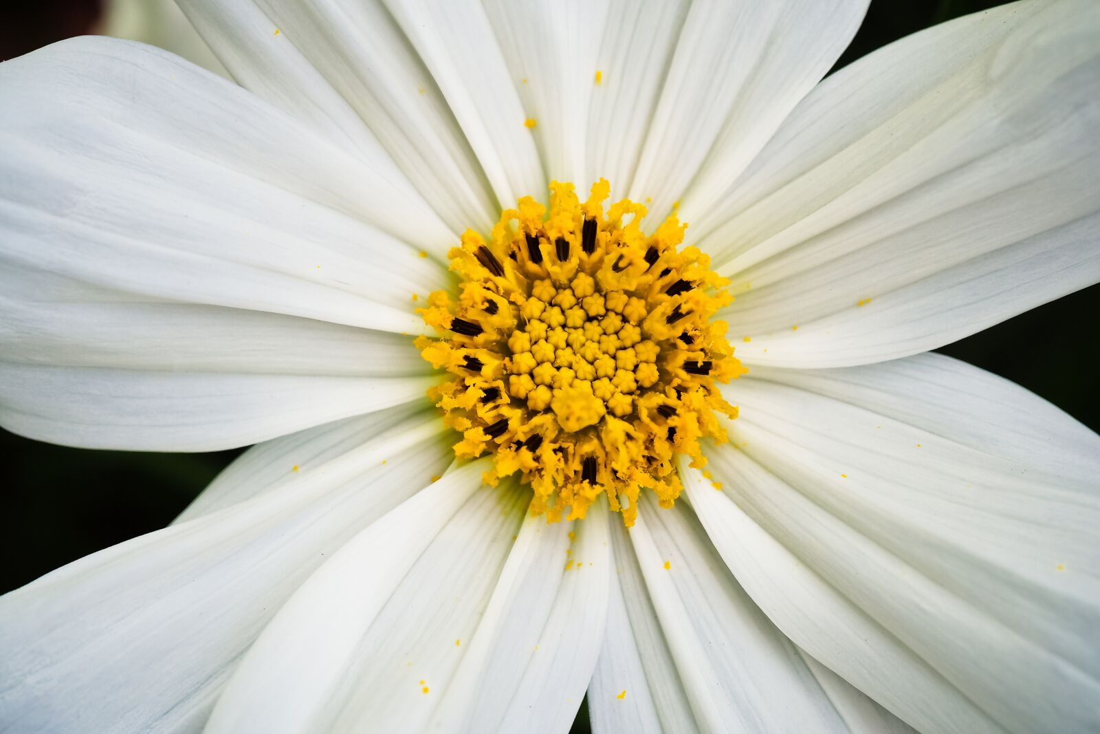Olympus OM-D E-M10 sample photo. Flower, gerbera, blossom photography