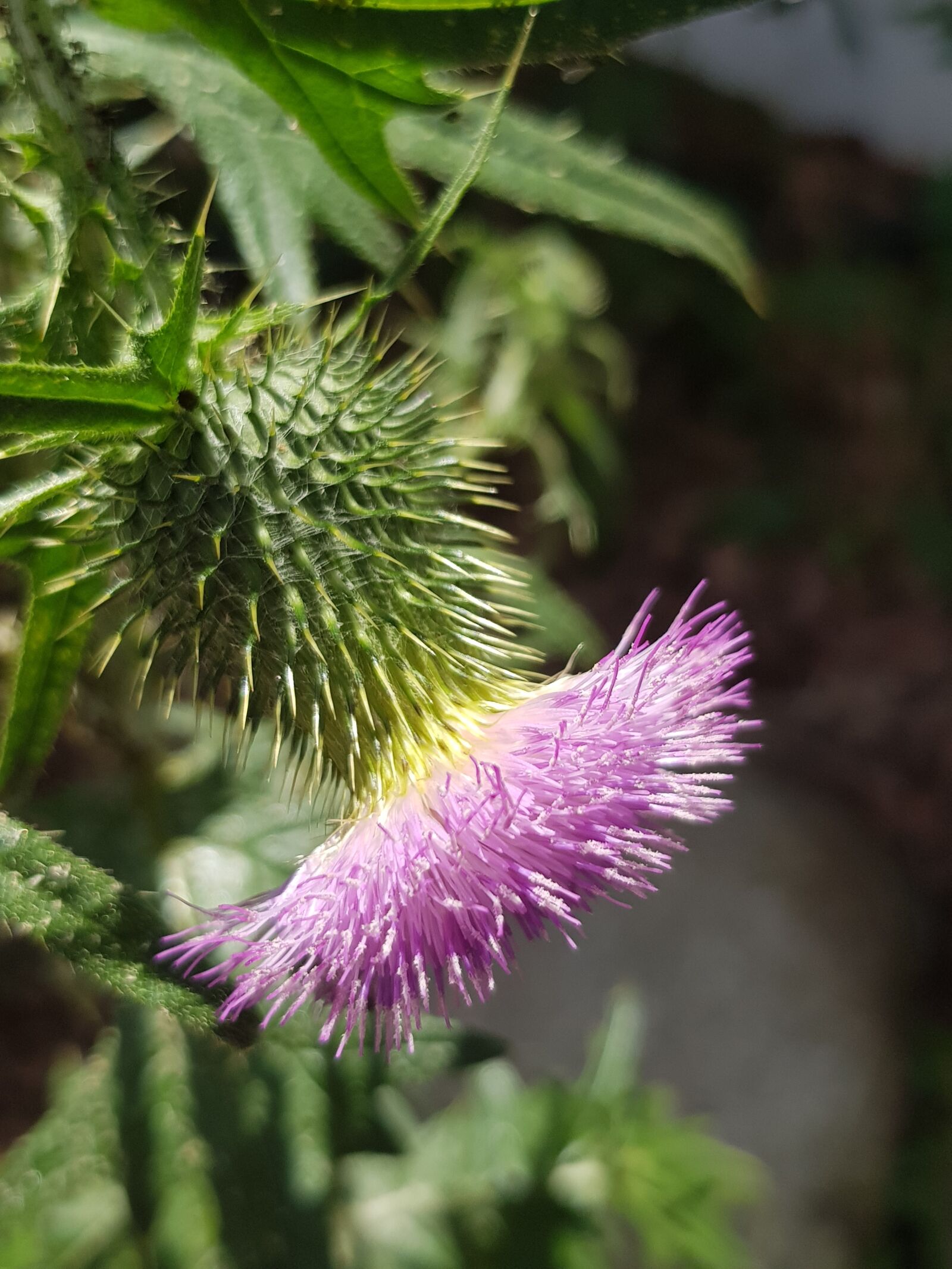 Samsung Galaxy S8 sample photo. Diestel, blossom, bloom photography