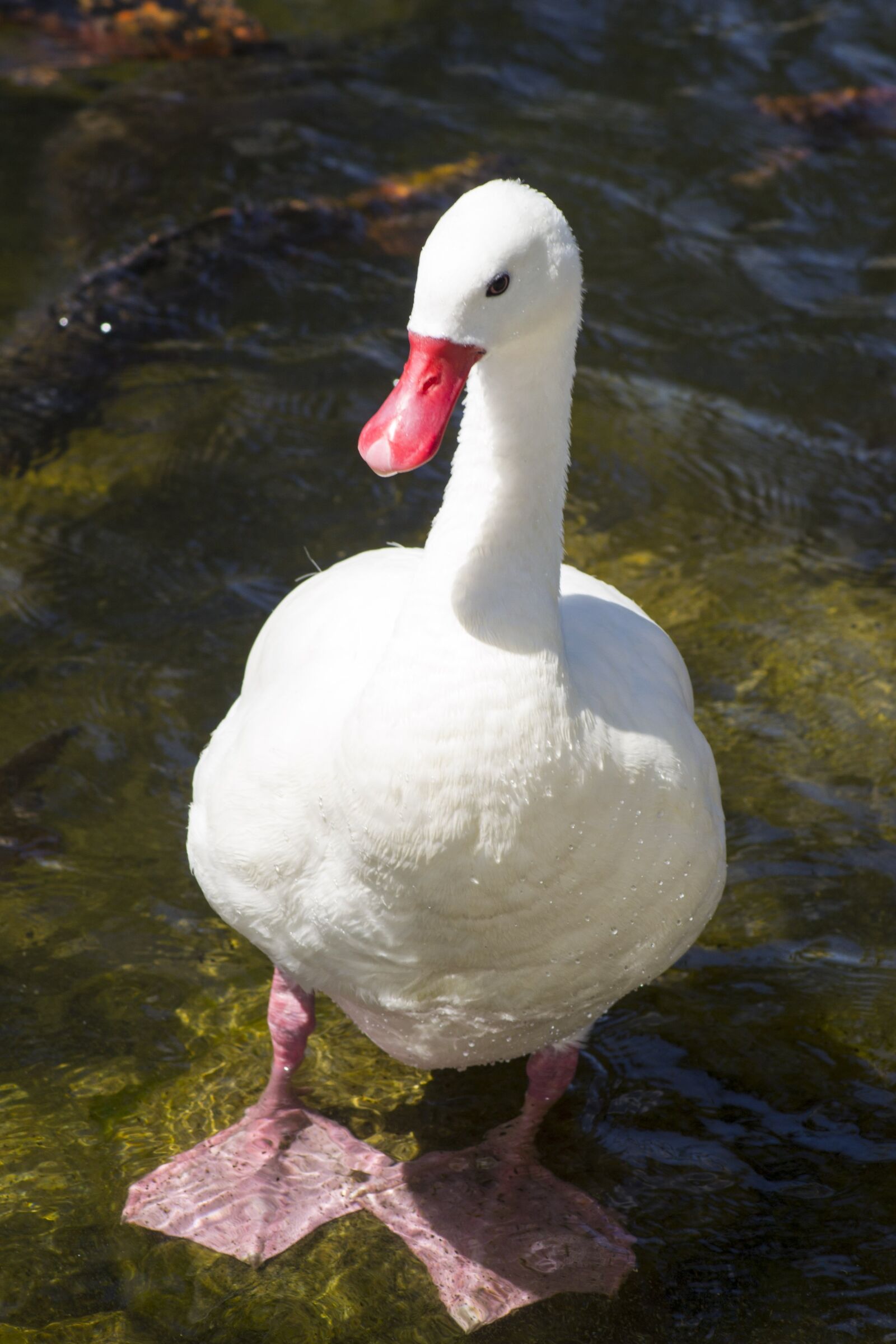 Nikon D3100 sample photo. Ave, duck, nature reserve photography