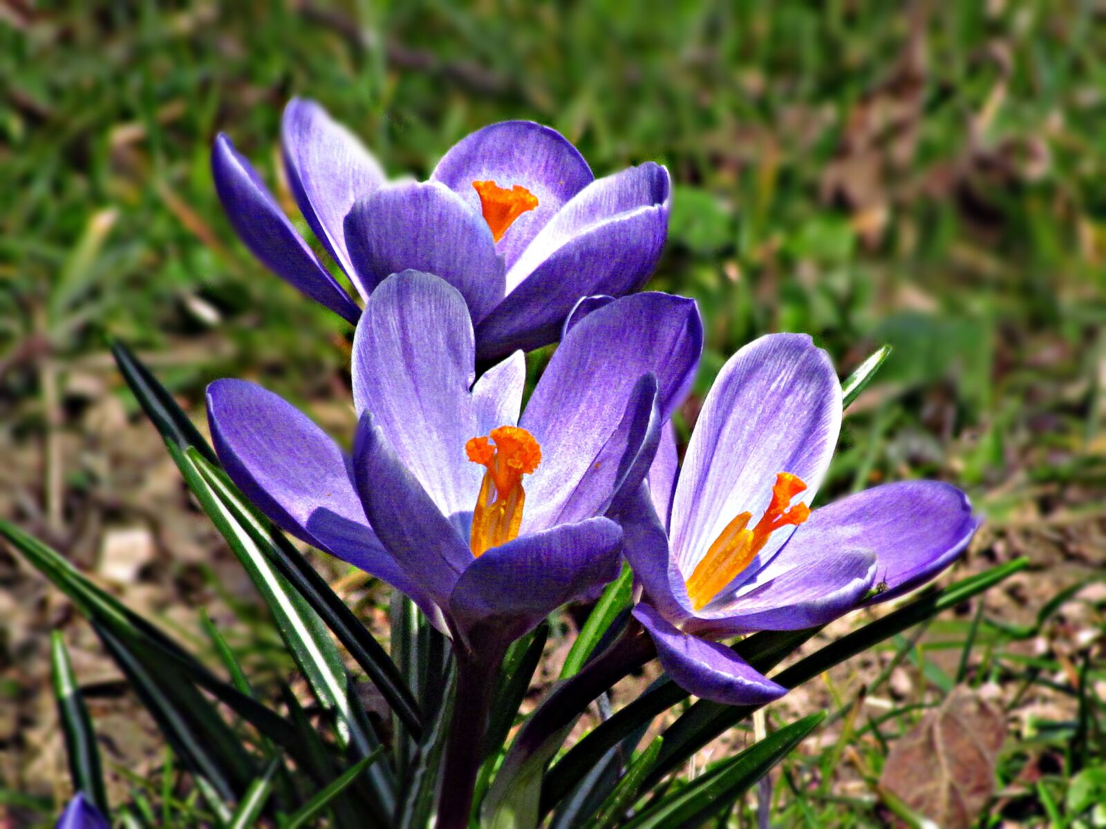 Canon PowerShot SX30 IS sample photo. Flower, meadow, spring photography