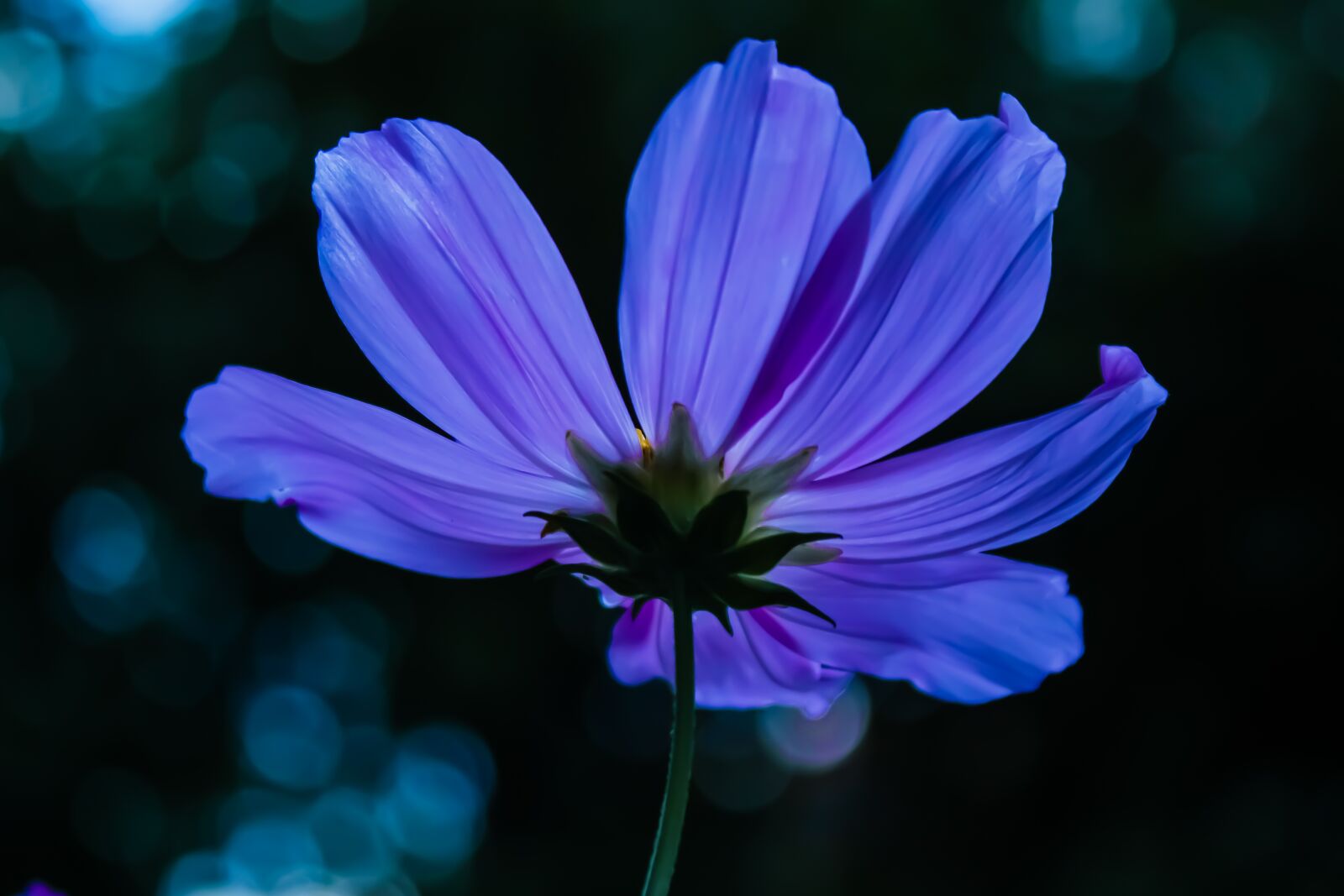 Canon EOS 200D (EOS Rebel SL2 / EOS Kiss X9) sample photo. Cosmea, cosmos, blossom photography