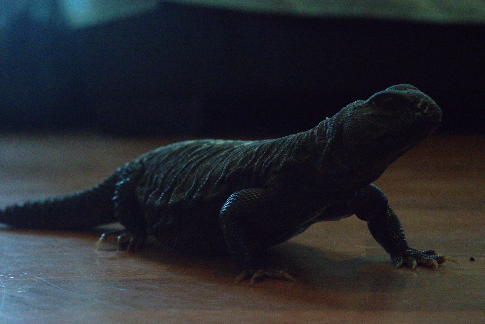 Nikon D3300 sample photo