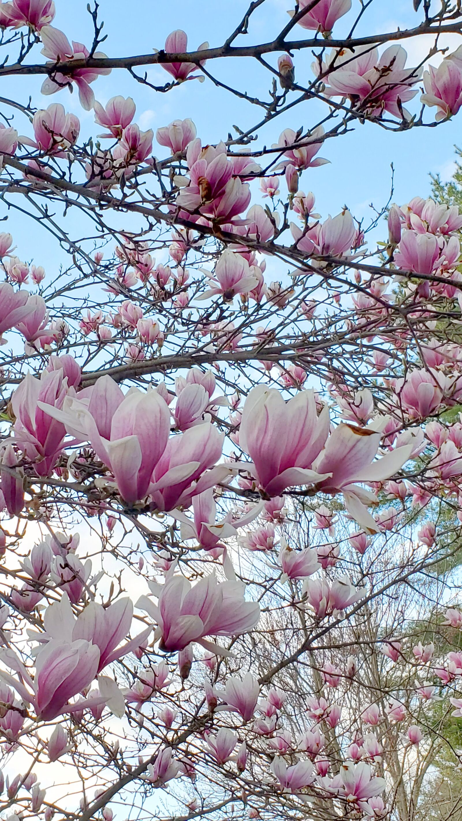 Samsung Galaxy S10 sample photo. Magnolia, tree, spring photography