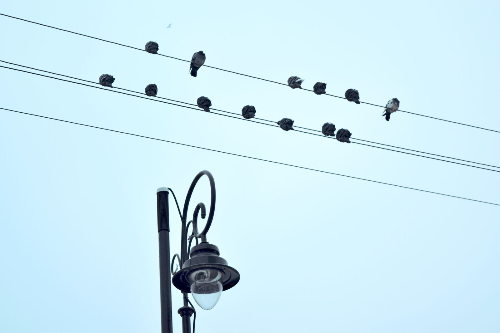 Nikon D3300 sample photo. Birds, sky, warsaw, winter photography