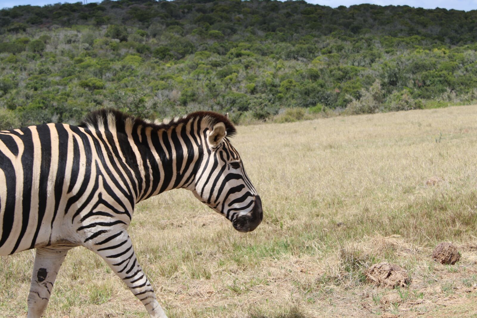 Canon EOS 7D Mark II sample photo. Zebra, african, mammal photography
