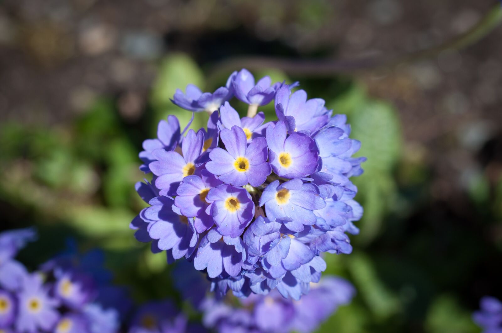 Nikon D90 sample photo. Primrose, flower, flowers photography
