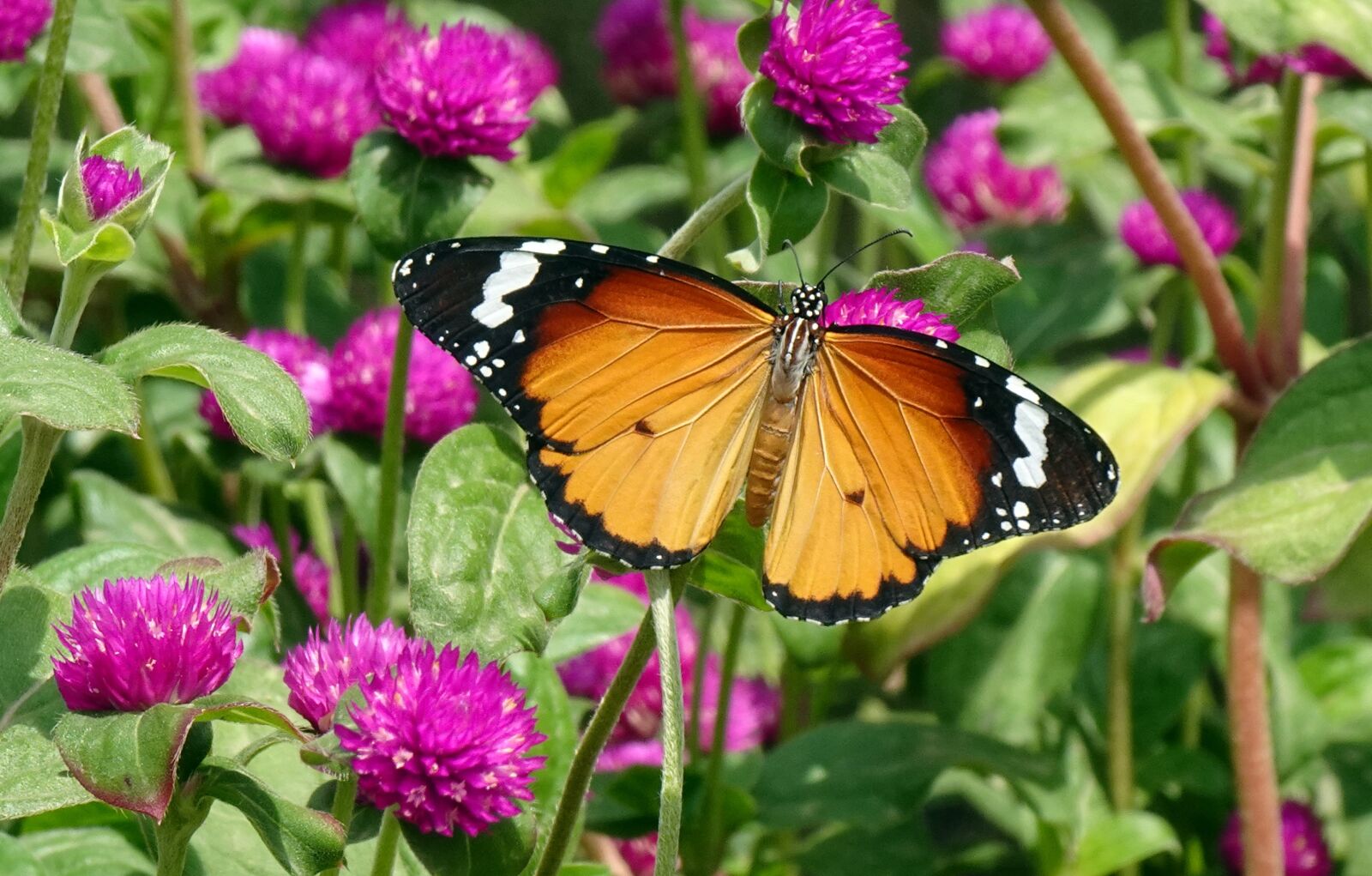 Sony DSC-WX800 sample photo. Butterfly, plain tiger, insect photography
