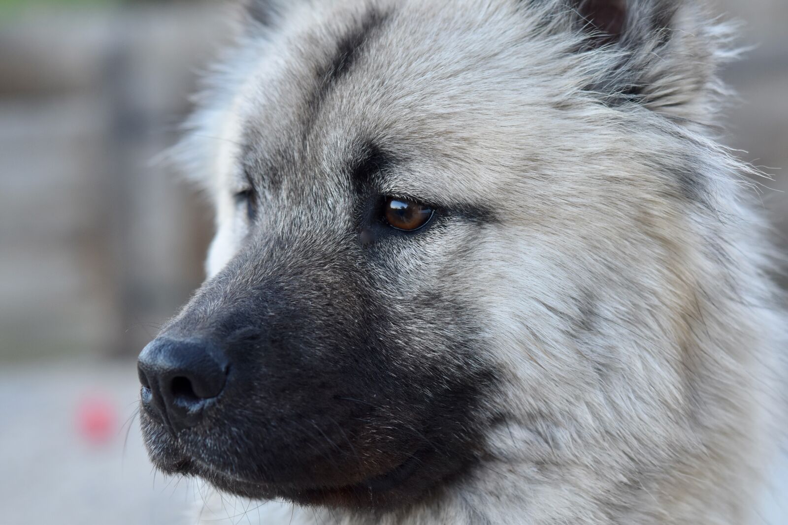 Nikon D5600 sample photo. Dog, bitch, portrait dog photography