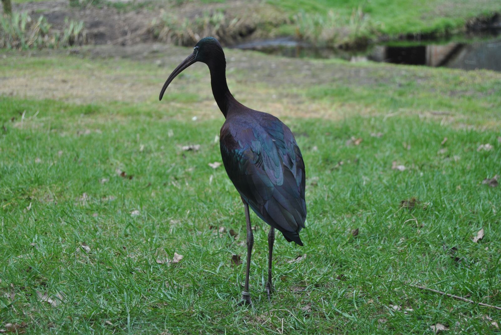 Nikon D3000 sample photo. Stork, animal, bird photography